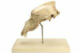 Fossil Upper Cave Bear (Ursus Spelaeus) Skull With Stand #227516-7